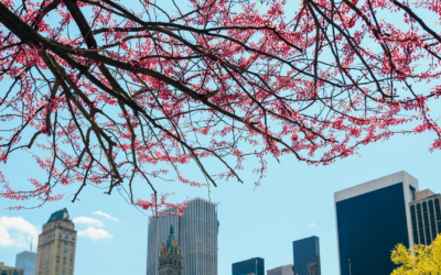 May Blossoms: Best Spots to Witness Spring Flowers in Full Bloom